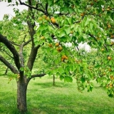 Kako posaditi kajsiju